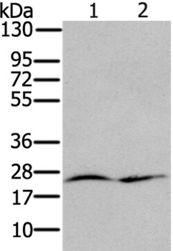 Invitrogen RRAS Polyclonal Antibody 100 &mu;L | Buy Online | Invitrogen&trade; | Fisher Scientific