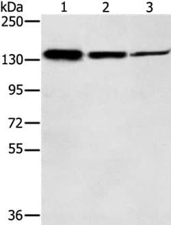 Invitrogen SMC2 Polyclonal Antibody 100 &mu;L; Unconjugated:Antibodies,