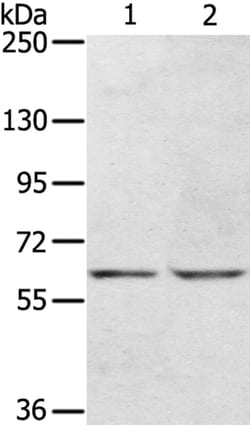 Invitrogen KCNH6 Polyclonal Antibody 100 &mu;L; Unconjugated:Antibodies,
