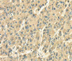 Invitrogen SDF4 Polyclonal Antibody 100 &mu;L; Unconjugated:Antibodies,