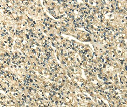 Invitrogen SDF4 Polyclonal Antibody 100 &mu;L; Unconjugated:Antibodies,