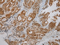 Invitrogen SULT1B1 Polyclonal Antibody 100 &mu;L; Unconjugated:Antibodies,