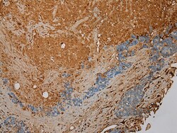 Invitrogen STX18 Polyclonal Antibody 100 &mu;L; Unconjugated:Antibodies,