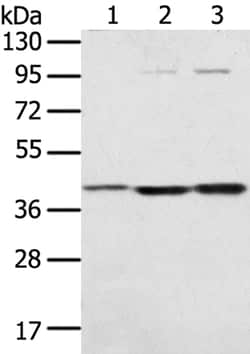 Invitrogen STX18 Polyclonal Antibody 100 &mu;L; Unconjugated:Antibodies,