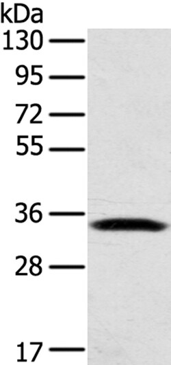 Invitrogen STX11 Polyclonal Antibody 100 &mu;L | Buy Online | Invitrogen&trade; | Fisher Scientific