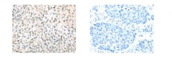 Invitrogen TCEB1 Polyclonal Antibody 100 &mu;L; Unconjugated:Antibodies,