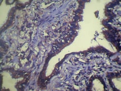 Invitrogen TCEB1 Polyclonal Antibody 100 &mu;L; Unconjugated:Antibodies,