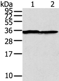 Invitrogen Syntaxin 3 Polyclonal Antibody 100 &mu;L | Buy Online | Invitrogen&trade; | Fisher Scientific