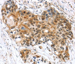 Invitrogen ELOA Polyclonal Antibody 100 &mu;L; Unconjugated:Antibodies,