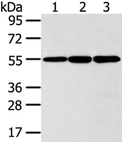 Invitrogen ISM2 Polyclonal Antibody 100 &mu;L; Unconjugated:Antibodies,