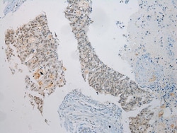 Invitrogen UTS2B Polyclonal Antibody 100 &mu;L; Unconjugated:Antibodies,