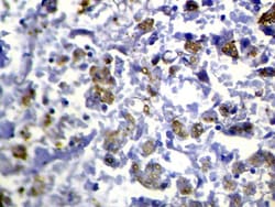 Invitrogen RASAL1 Polyclonal Antibody 100 &mu;L; Unconjugated:Antibodies,