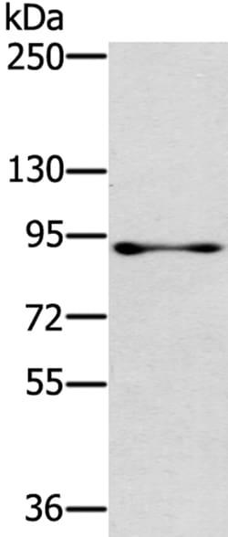 Invitrogen RASAL1 Polyclonal Antibody 100 &mu;L; Unconjugated:Antibodies,