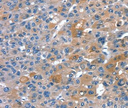 Invitrogen RNF7 Polyclonal Antibody 100 &mu;L; Unconjugated:Antibodies,