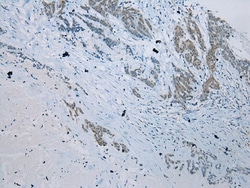 Invitrogen SERPINB11 Polyclonal Antibody 100 &mu;L; Unconjugated:Antibodies,