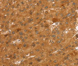 Invitrogen SLC7A9 Polyclonal Antibody 100 &mu;L; Unconjugated:Antibodies,