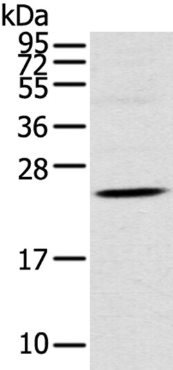 Invitrogen TSPAN13 Polyclonal Antibody 100 &mu;L; Unconjugated:Antibodies,