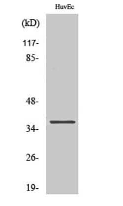 Invitrogen AKR1B1 Polyclonal Antibody 100 &mu;L; Unconjugated:Antikörper