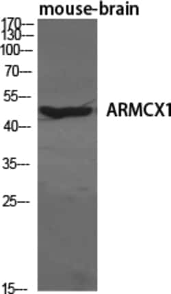 Invitrogen ARMX1 Polyclonal Antibody 100 &mu;L | Buy Online | Invitrogen&trade; | Fisher Scientific