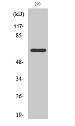 Invitrogen ARMX2 Polyclonal Antibody 100 &mu;L; Unconjugated:Antibodies,