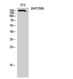 Invitrogen ARID1B Polyclonal Antibody 100 &mu;L | Buy Online | Invitrogen&trade; | Fisher Scientific