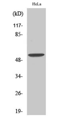 Invitrogen BMP-3 Polyclonal Antibody 100 &mu;L; Unconjugated:Antibodies,