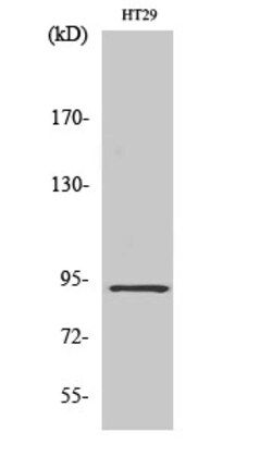 Invitrogen CAGE1 Polyclonal Antibody 100 &mu;L; Unconjugated:Antibodies,