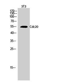 Invitrogen Cdc20 Polyclonal Antibody 100 &mu;L | Buy Online | Invitrogen&trade; | Fisher Scientific
