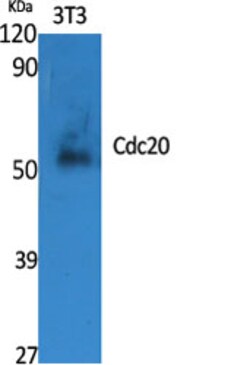 Invitrogen Cdc20 Polyclonal Antibody 100 &mu;L | Buy Online | Invitrogen&trade; | Fisher Scientific