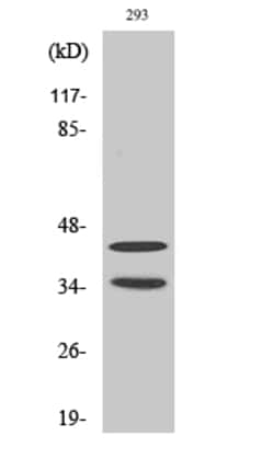 Invitrogen CDK10 Polyclonal Antibody 100 &mu;L | Buy Online | Invitrogen&trade; | Fisher Scientific