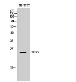 Invitrogen CDKN3 Polyclonal Antibody 100 &mu;L | Buy Online | Invitrogen&trade; | Fisher Scientific