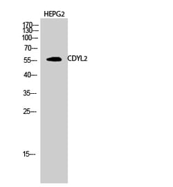 Invitrogen CDYL2 Polyclonal Antibody 100 &mu;L; Unconjugated:Antibodies,
