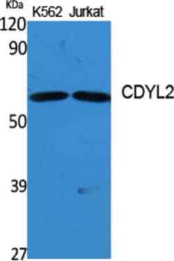 Invitrogen CDYL2 Polyclonal Antibody 100 &mu;L; Unconjugated:Antibodies,