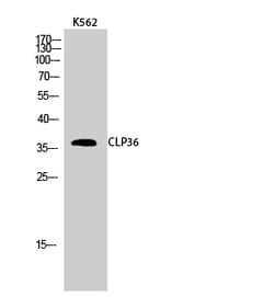 Invitrogen PDLIM1 Polyclonal Antibody 100 &mu;L; Unconjugated:Antibodies,