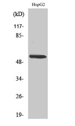 Invitrogen CYP26A1 Polyclonal Antibody 100 &mu;L; Unconjugated:Anticuerpos