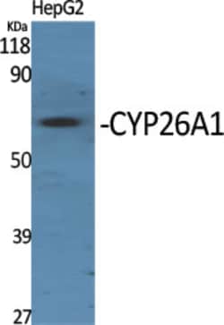 Invitrogen CYP26A1 Polyclonal Antibody 100 &mu;L; Unconjugated:Anticuerpos