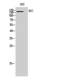 Invitrogen DCC Polyclonal Antibody 100 &mu;L | Buy Online | Invitrogen&trade; | Fisher Scientific
