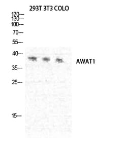Invitrogen AWAT1 Polyclonal Antibody 100 &mu;L; Unconjugated:Antibodies,