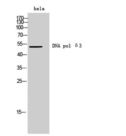 Invitrogen POLD3 Polyclonal Antibody 100 &mu;L; Unconjugated:Antibodies,