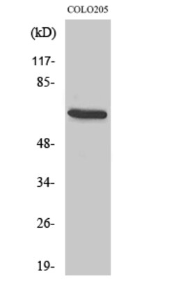 Invitrogen EGFL5 Polyclonal Antibody 100 &mu;L | Buy Online | Invitrogen&trade; | Fisher Scientific