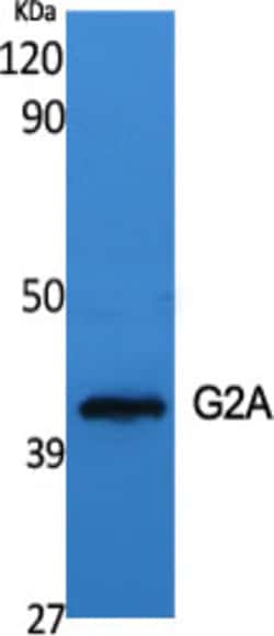 Invitrogen GPR132 Polyclonal Antibody 100 &mu;L | Buy Online | Invitrogen&trade; | Fisher Scientific