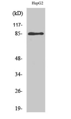 Invitrogen GIT2 Polyclonal Antibody 100 &mu;L; Unconjugated:Antibodies,