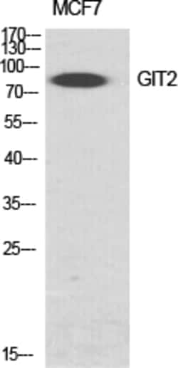 Invitrogen GIT2 Polyclonal Antibody 100 &mu;L; Unconjugated:Antibodies,