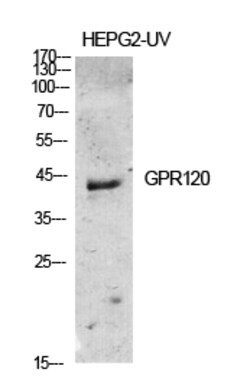 Invitrogen GPR120 Polyclonal Antibody 100 &mu;L; Unconjugated:Antibodies,