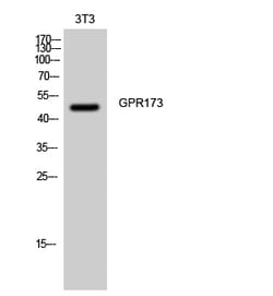 Invitrogen GPR173 Polyclonal Antibody 100 &mu;L | Buy Online | Invitrogen&trade; | Fisher Scientific