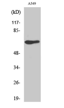 Invitrogen GPR50 Polyclonal Antibody 100 &mu;L | Buy Online | Invitrogen&trade; | Fisher Scientific