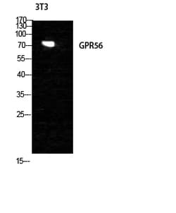 Invitrogen GPR56 Polyclonal Antibody 100 &mu;L; Unconjugated:Antibodies,