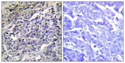 Invitrogen Granzyme K Polyclonal Antibody 100 &mu;L; Unconjugated:Antibodies,