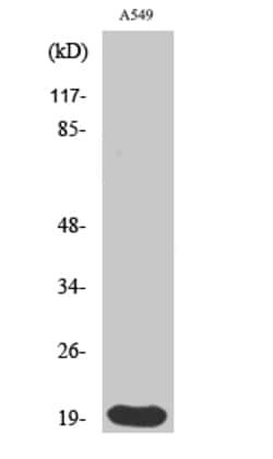 Invitrogen Histone 1F0 Polyclonal Antibody 100 &mu;L; Unconjugated:Antibodies,