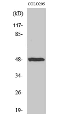 Invitrogen IL13RA1 Polyclonal Antibody 100 &mu;L; Unconjugated:Antibodies,